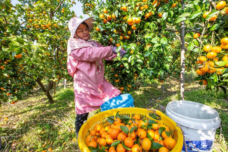 过年期间，砂糖橘绝对是水果界顶流，家家户户成筐买。这玩意儿甜得突出，含糖量 12