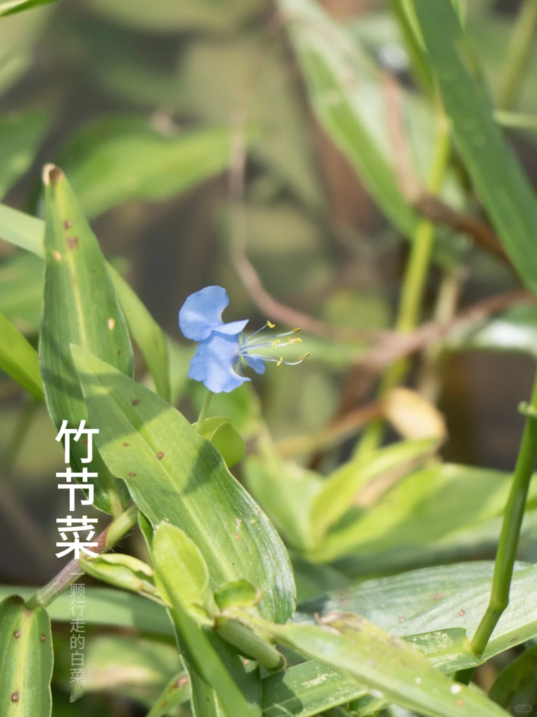 竹节菜 | 夏日里的一抹凉