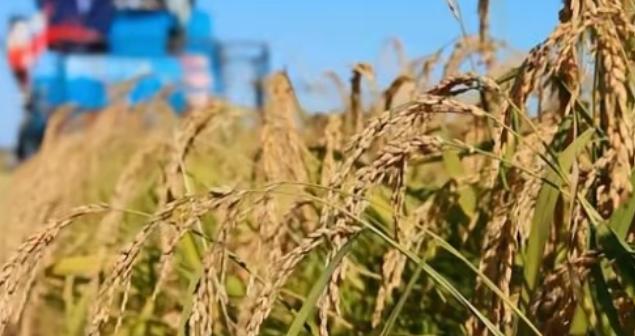 总有人说海水稻不好吃，废话，那玩意儿压根就不是给你当饭吃的，它就不是跟五常大米抢