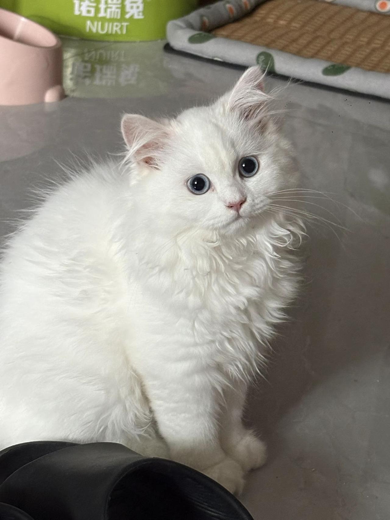 女人与猫
      女人像猫
     养过猫的人才知道；女人像猫，猫一样的女