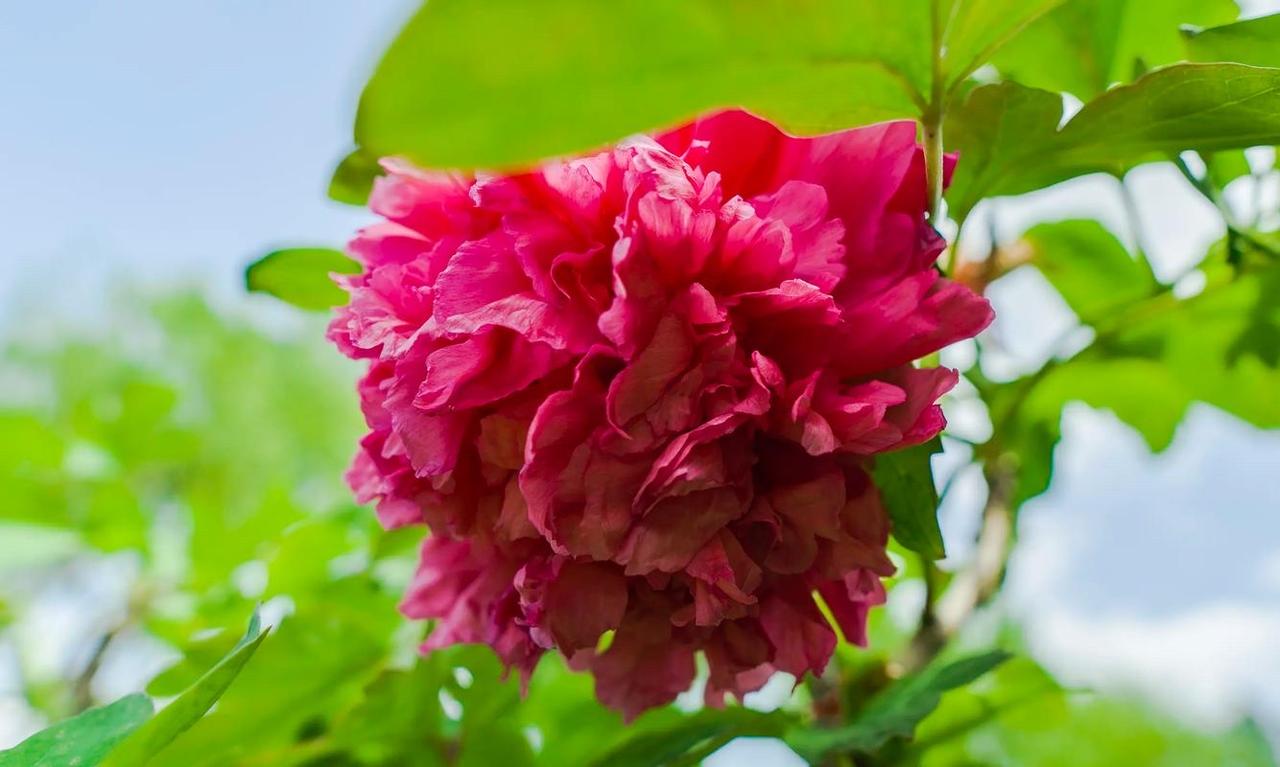 最近被这位4岁萌娃，狠狠圈粉了，在魔方赛场上的表现，堪称一绝！

最近被这位4岁