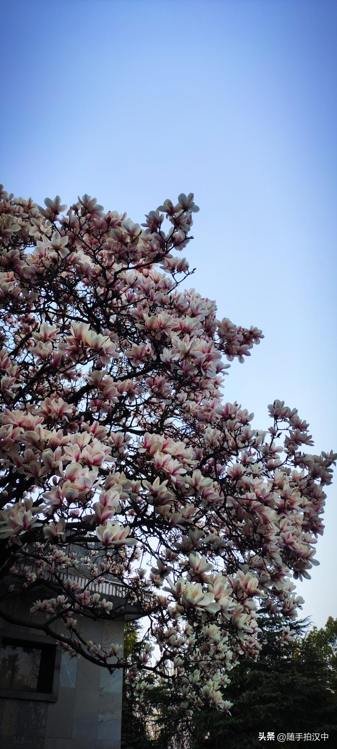 倚着山墙，一棵开花的树随风飘香。花儿在枝头挨挨挤挤的绽放，没有一片绿叶衬托，带着