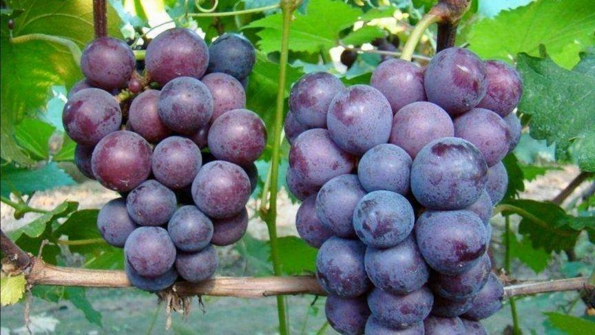 葡萄的“死敌”，切记：二者千万不能同食，吃了就是没病找病
葡萄是一种营养丰富的水