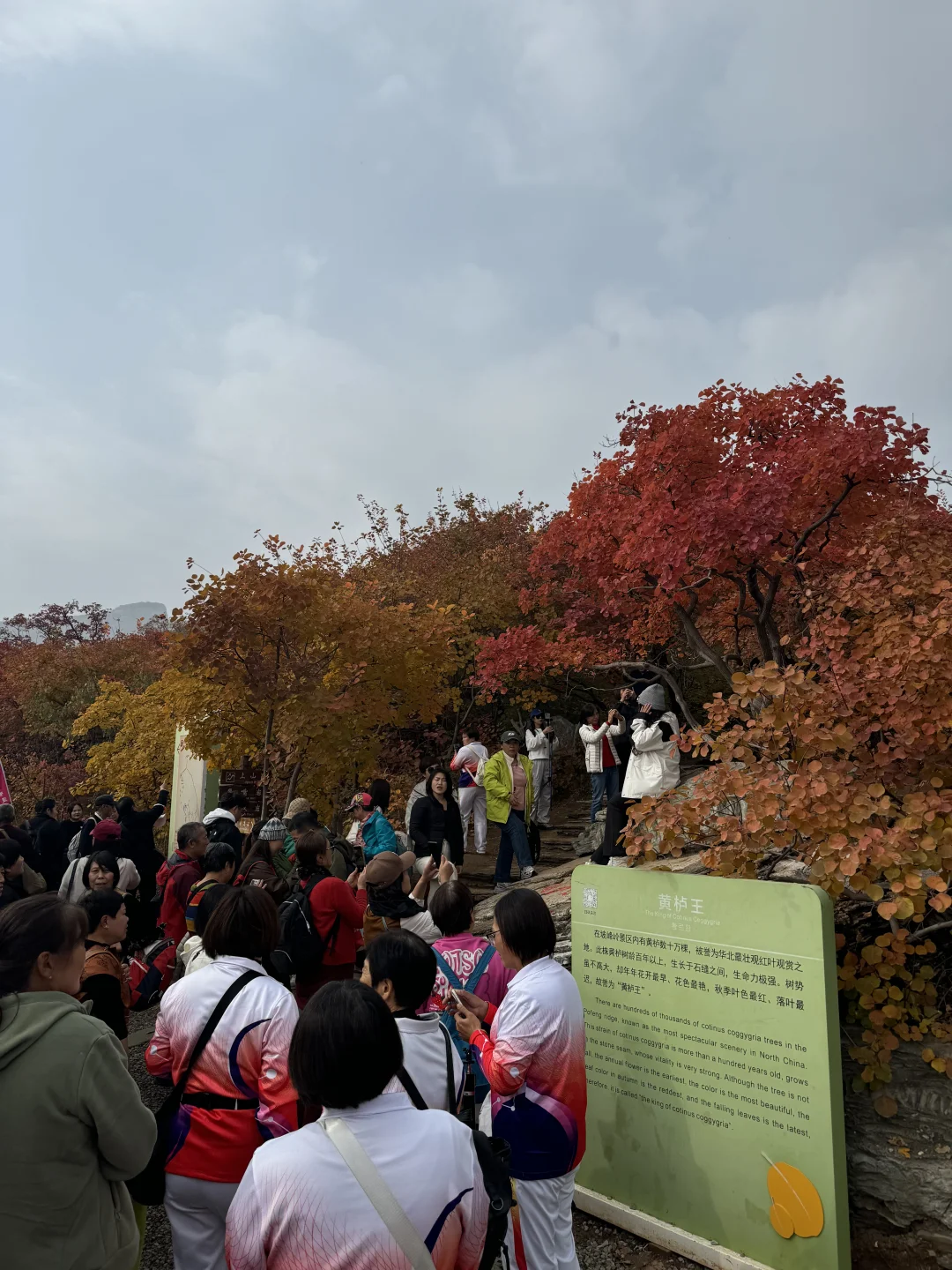 今天的坡峰岭，这会出太阳了（10.30）