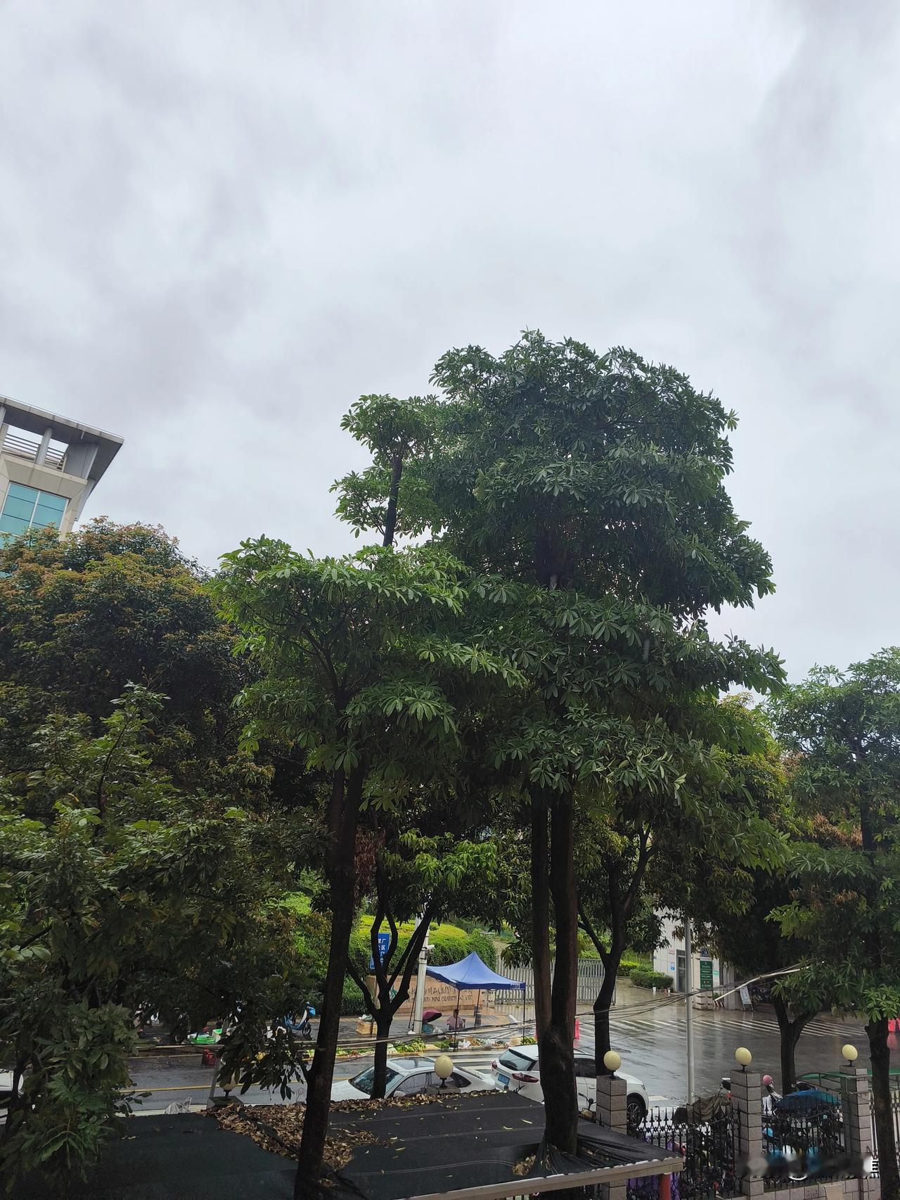 下雨天，总有人说心情跟着潮湿。

可你仔细想想——晴天时那些没发作的情绪，是不是