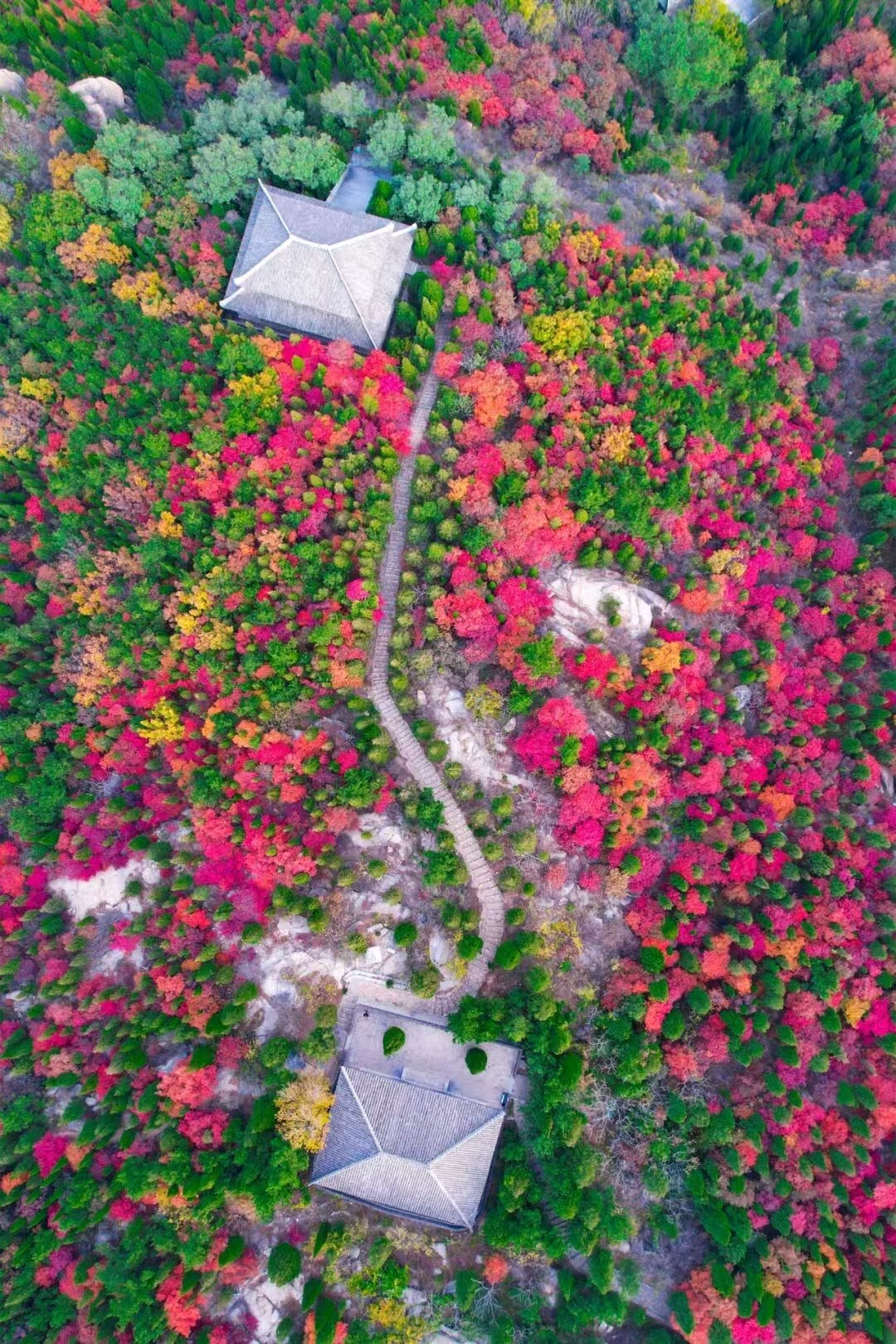 当秋风起时，山东省烟台市，这座滨海城市便悄然换上了最华丽的盛装。如果俯瞰烟台，会
