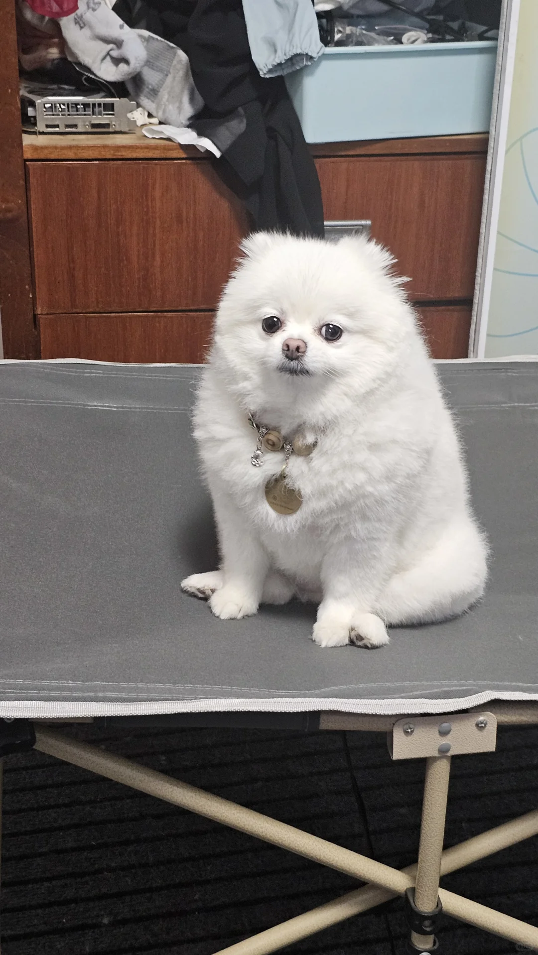 午觉起来后忘记把她放下来了😂