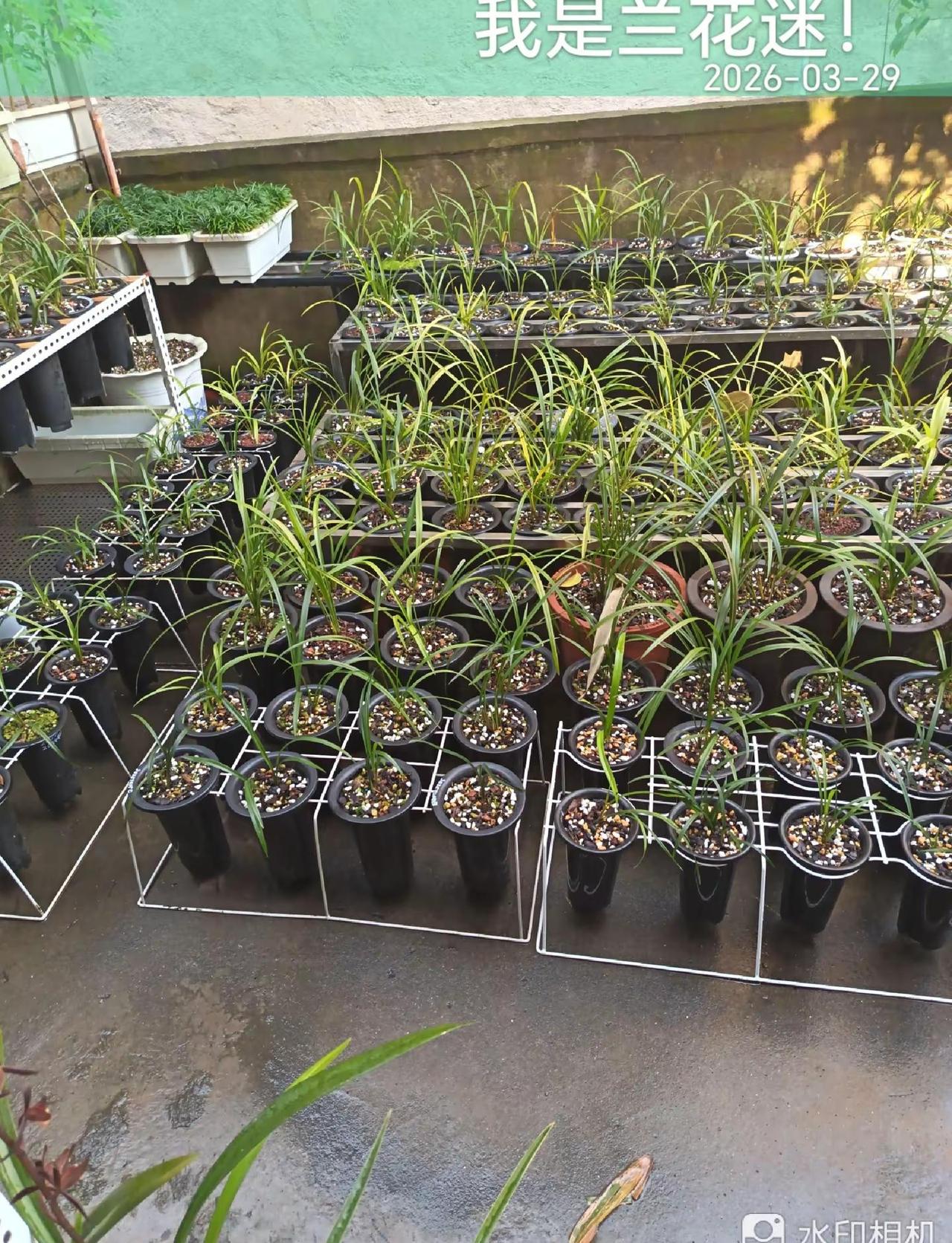 五点半刮起了大风，电闪雷鸣下起了大雨。露天阳台吹落很多树叶。