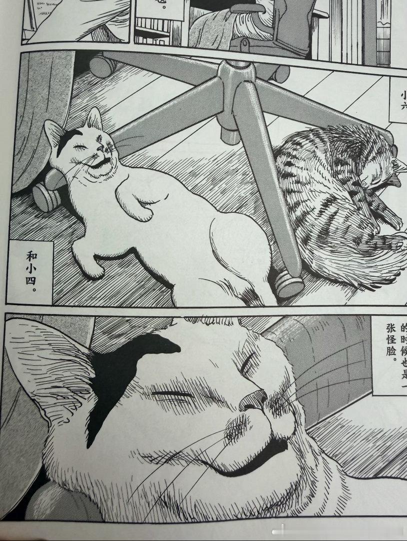 50100【丑猫】红薯上刷到的伊//藤//润//二家的丑猫 