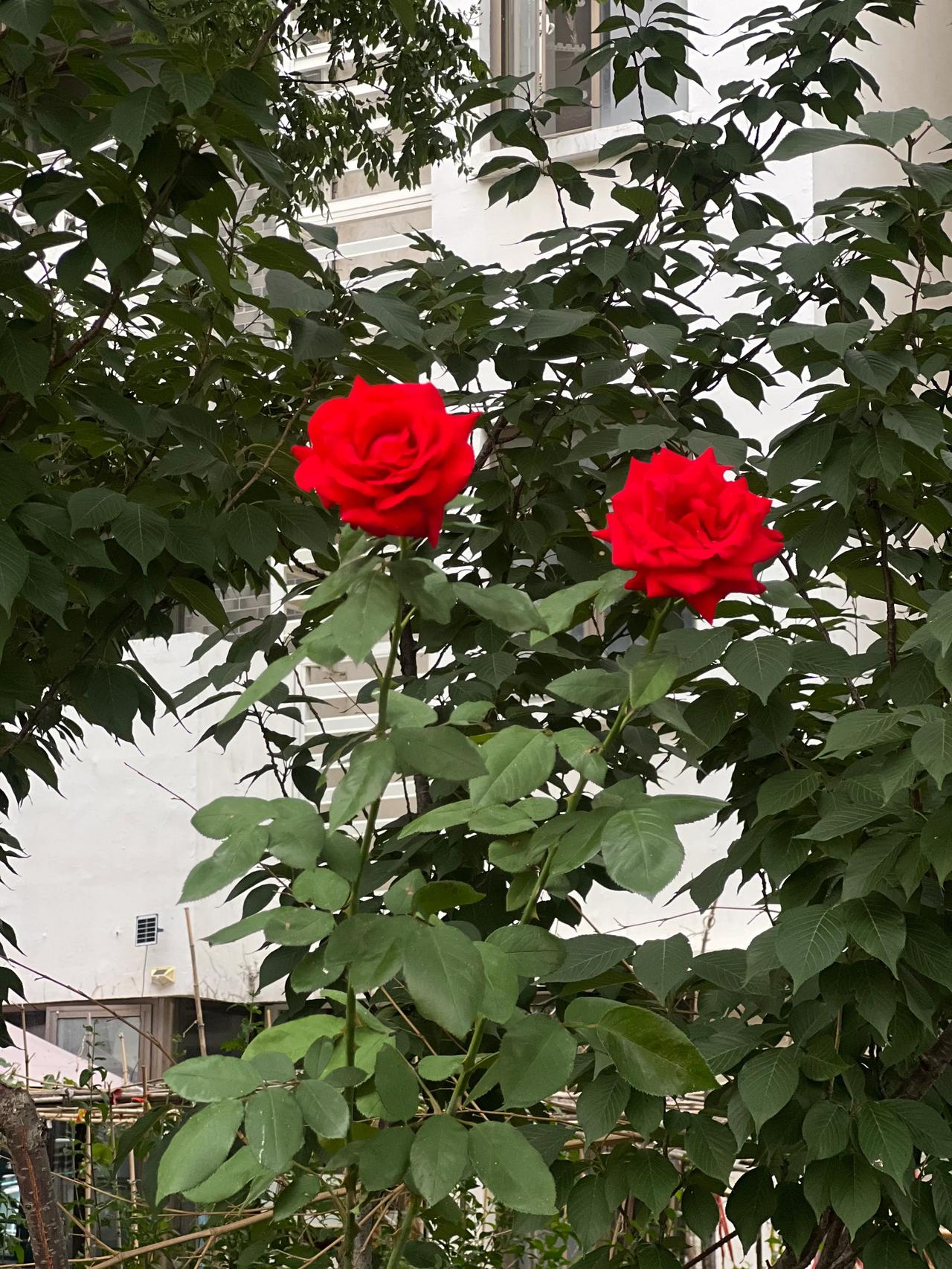 #随手拍花草。#