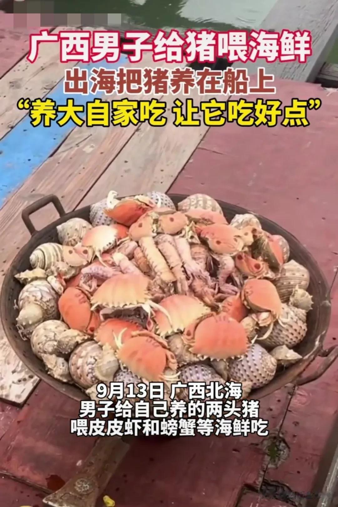 热爱生活，满满的智慧啊！

广西北海的小吴每次出海，都把自己家的两头小黑猪带上，
