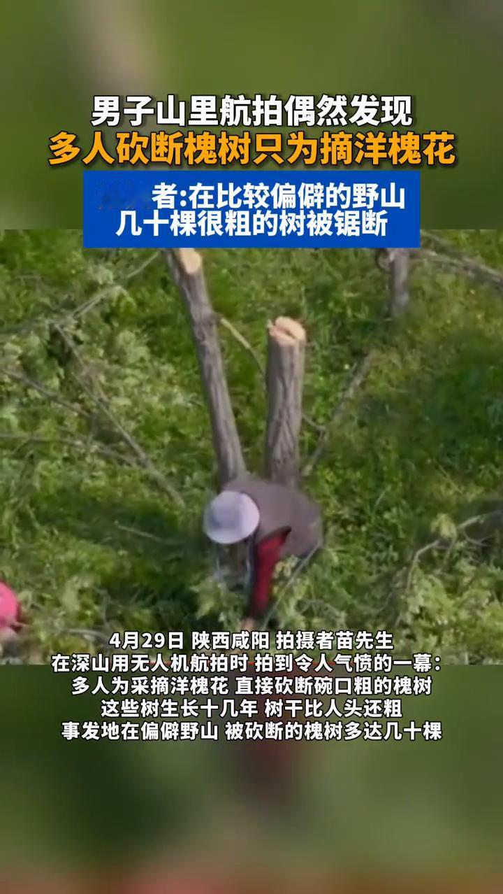 男子山里航拍偶然发现多人砍断槐树只为摘洋槐花。
荔枝新闻。
拍摄者：在比较偏僻的