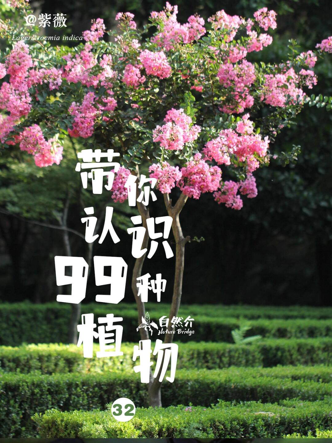 带你认识99种植物