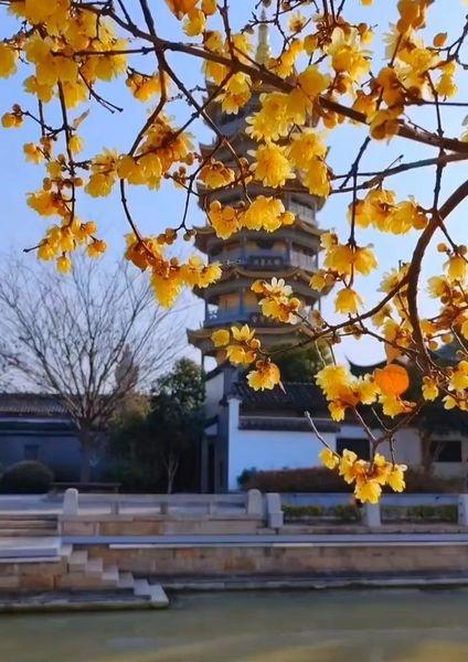 冬季超美腊梅初盛开
📍上海 
户外人的冬至仪式感 徒步去看今冬绝美雪景 还半天