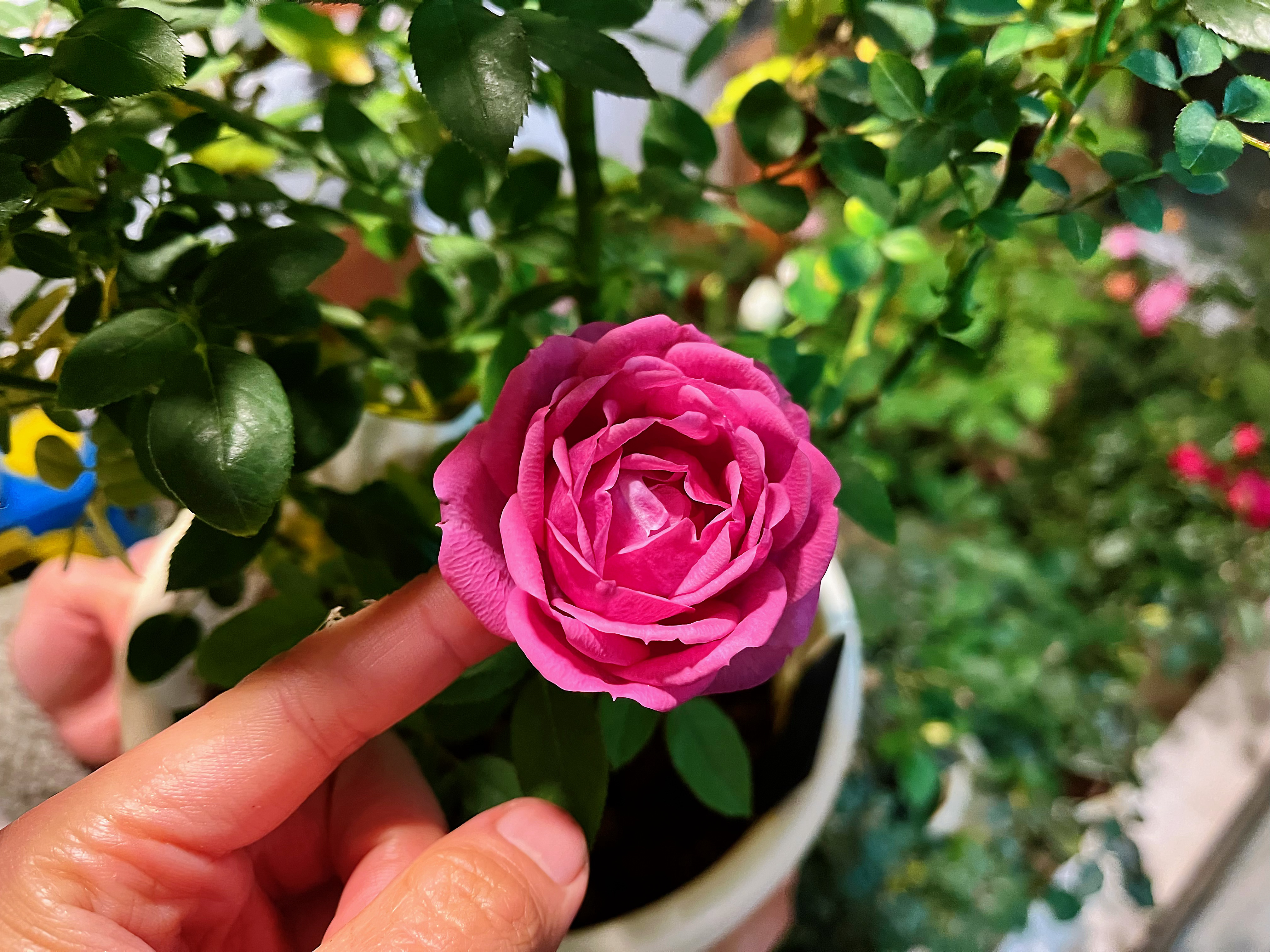 【月季—芳香女人Fragrant Lady】法国月季，是不是觉得名字很俗气，其实