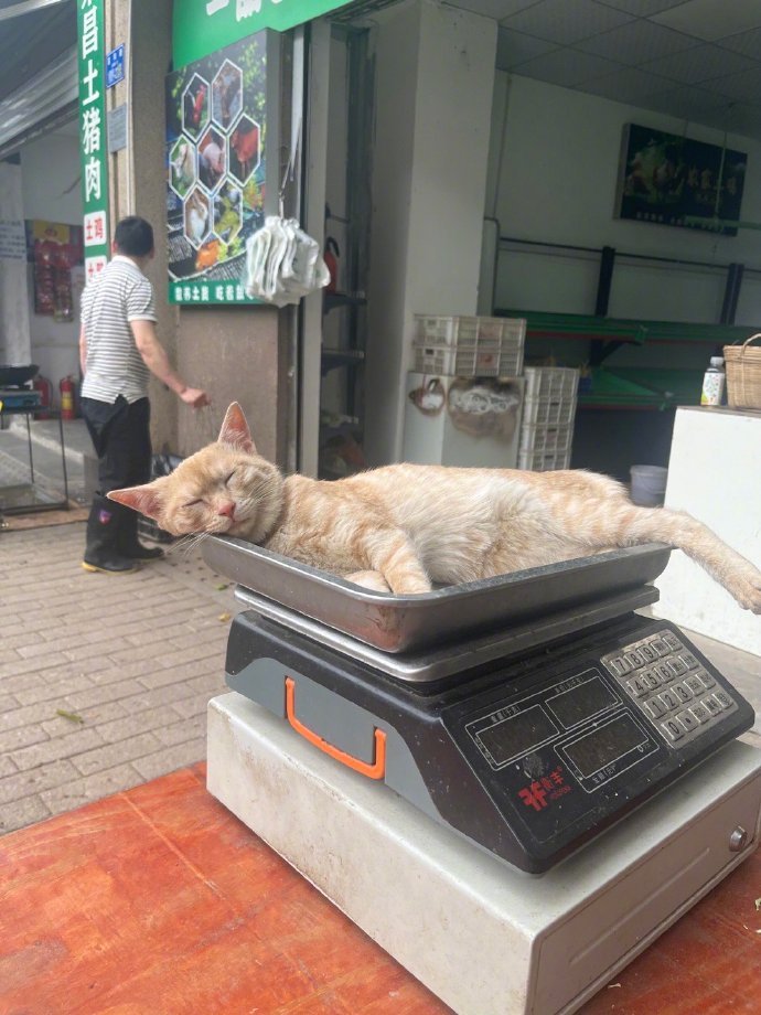老板这猫咋卖的[笑cry] ​​​