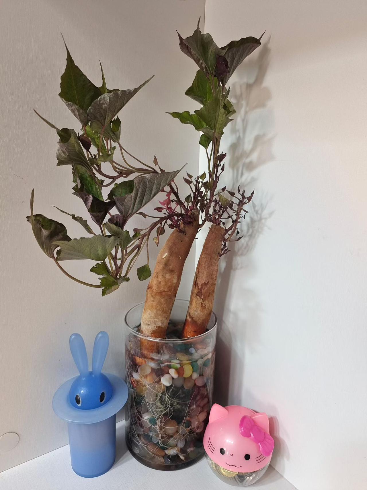 今日随手拍朋友家的水培红薯盆景，只用一个瓶子，几个石子，加点水，就养成了一个美丽