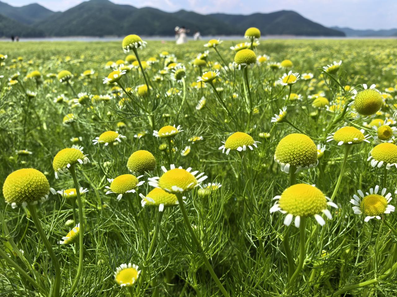 庄河也有个阿勒泰
大庄河旅游 
昨天和几个朋友一起去庄河的碧流河水库边上游玩。根