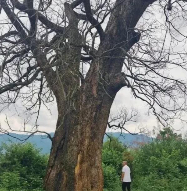 “纯属巧合？”

树刚死，买树的人就来了。这也太巧了。

江西赣州几个村里，出了