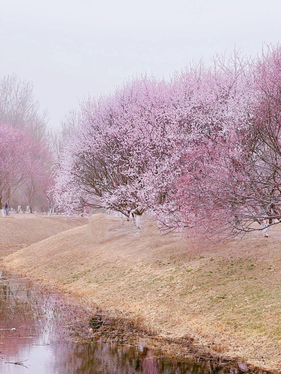 3月17日实况｜奥森桃花谷山桃盛开（附路线）