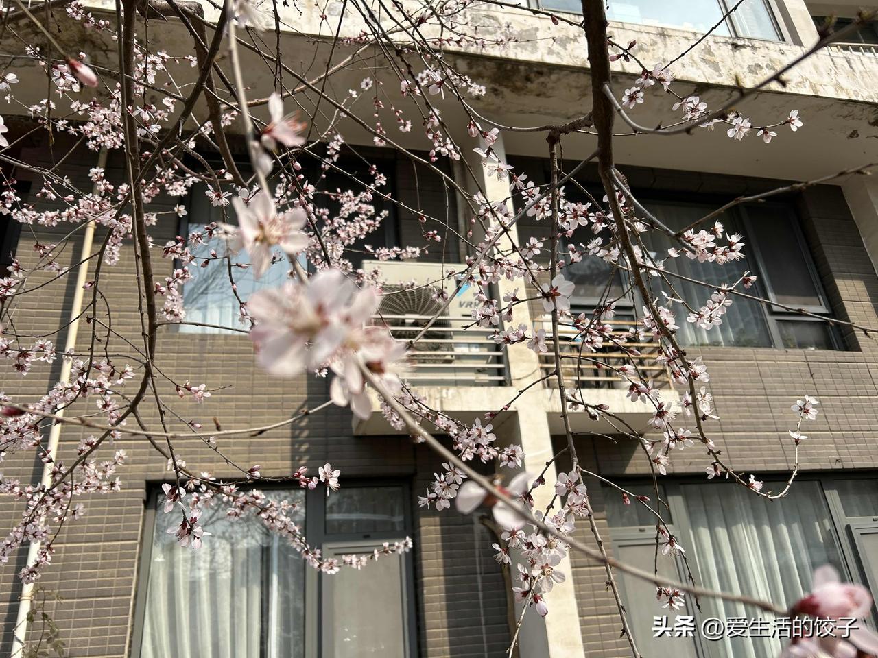 桃花开了！

春风拂过，桃花次第绽放，粉白如云。枝头轻颤，暗香浮动，惹得人心头也