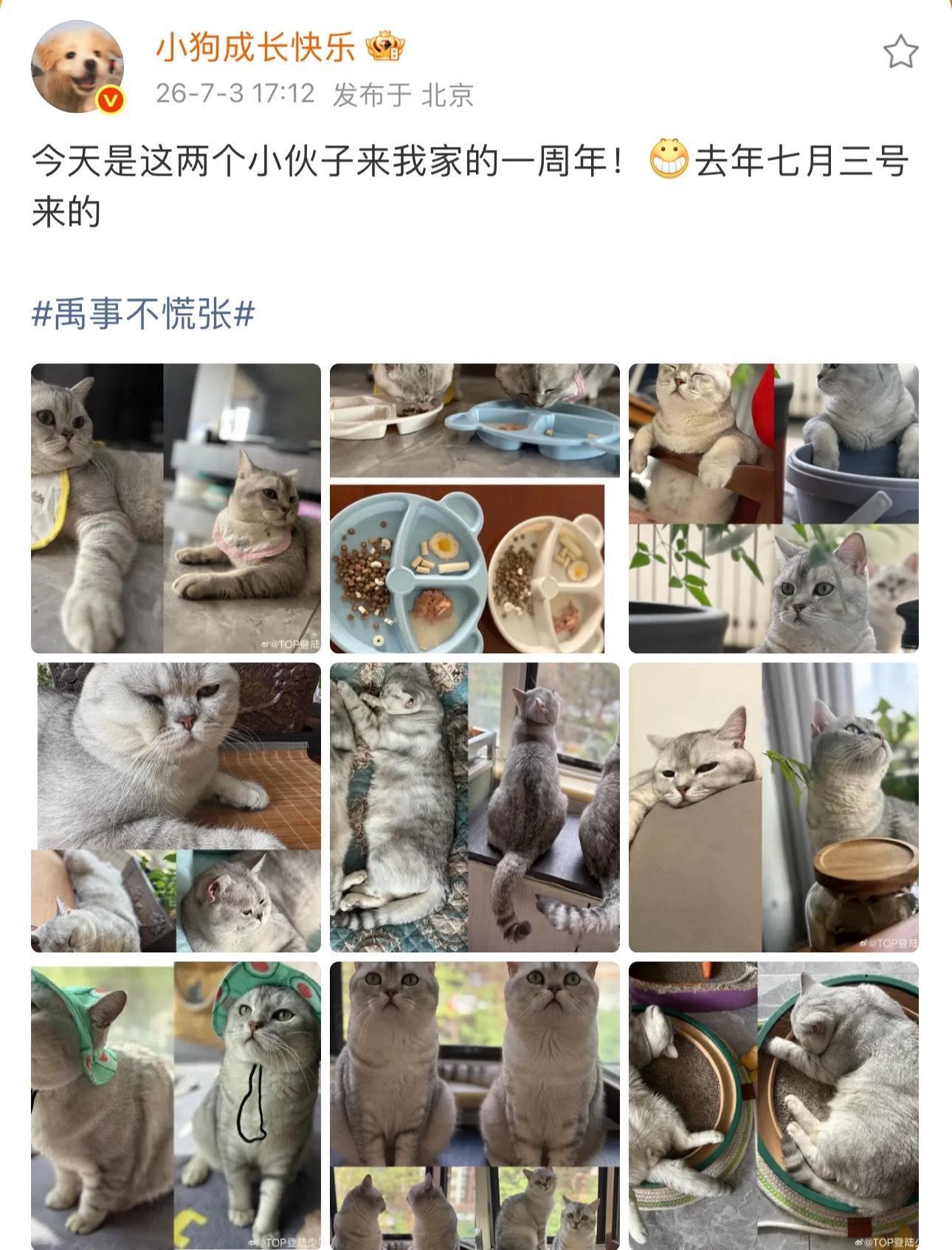顶着这个小狗头像发一堆小猫照好神圣好可爱好幽默啊，一只小金毛在外面努力打工捡垃圾