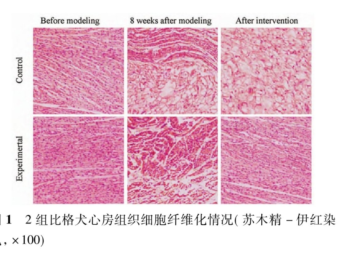 怎么会有这么乖的比格犬比格犬对人类的贡献太大了！在很多个执勤和试验场景见到过比格