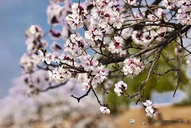 上联:二月春风吹大地
下联:一夜杏花开满山