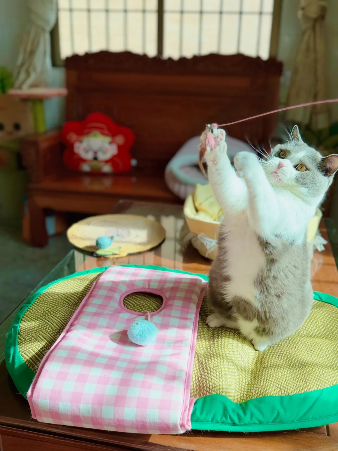 猫咪寄养
