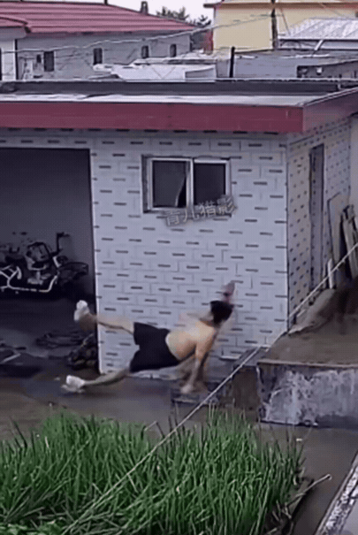 请用一个成语形容这个摔跤姿势。