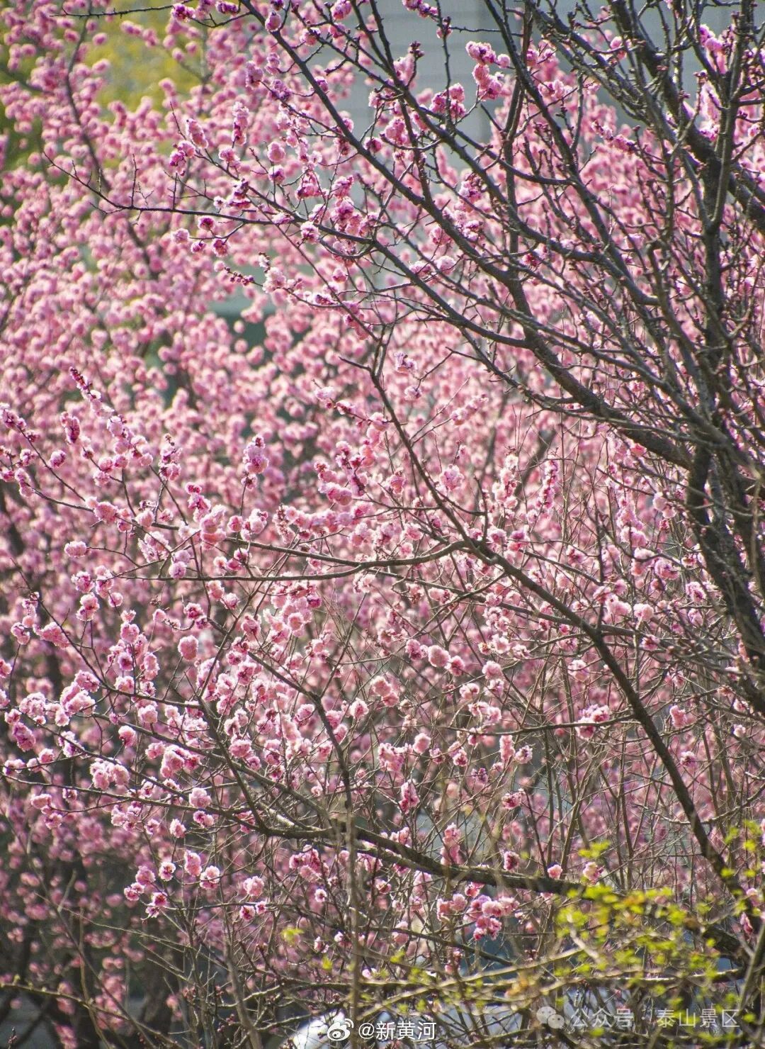【#泰山的梅花开了#】春临岱宗，梅开枝头。仲春时节，泰山脚下梅园迎来最佳观赏期，