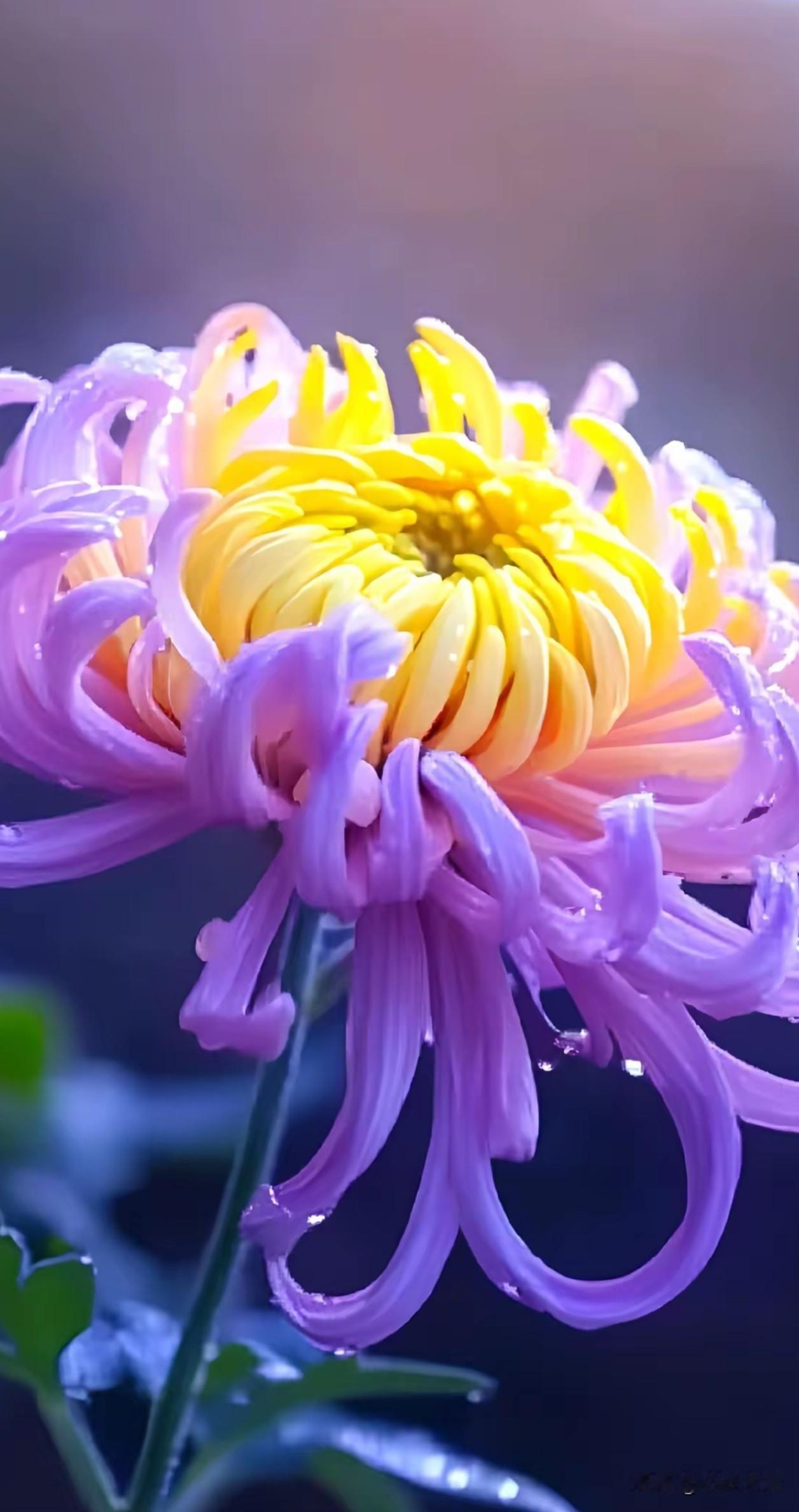 春有百花秋有菊，万般温柔藏丝缕。
层层卷曲的花瓣，是秋天写给大地的情书，
褪去浮