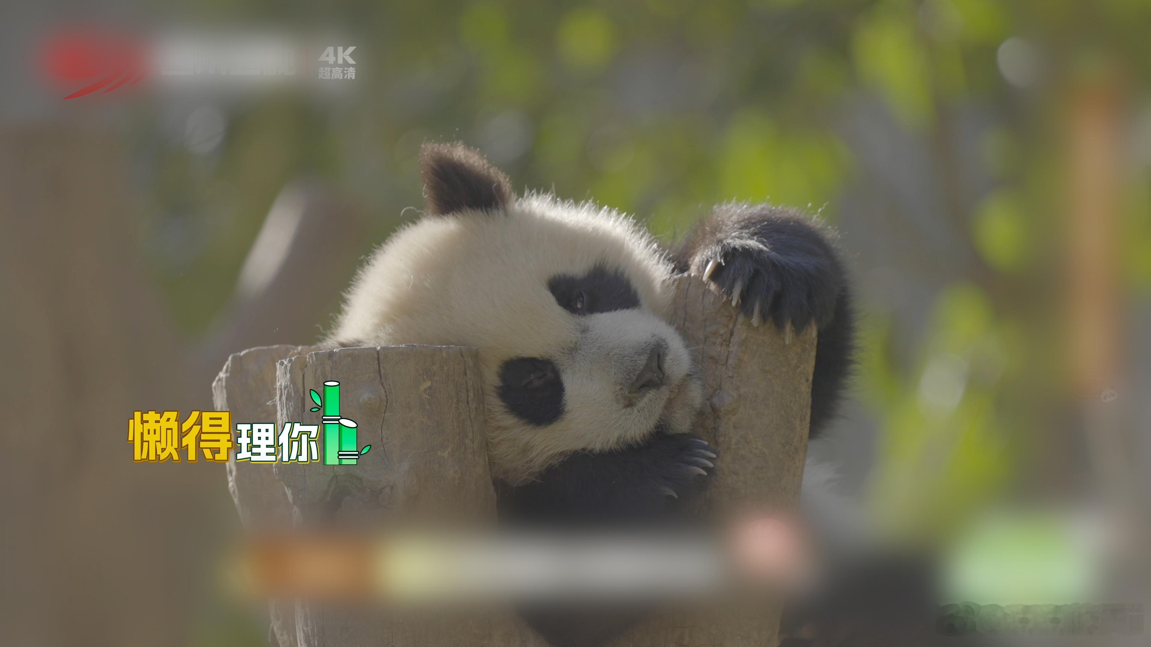 【被救助的大熊猫为什么一般都姓紫】走进熊猫救助圈，你会发现一个有趣的现象——好多