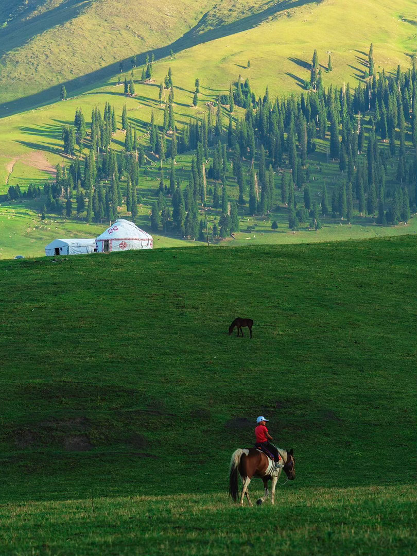 📍新疆那拉提⛰️那拉提的旷野🌲，牛马成群，自由而散漫🛺 