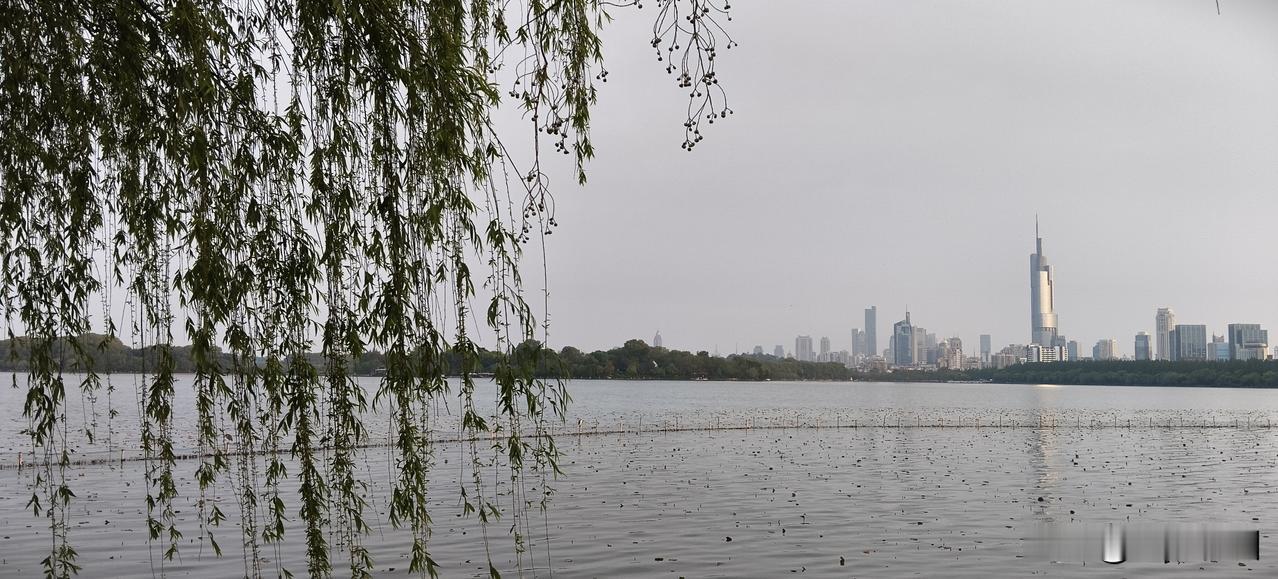 春日生活打卡季 春日的玄武湖附近，垂柳简直是一道绝美的风景线。湖边的垂柳细长的柳
