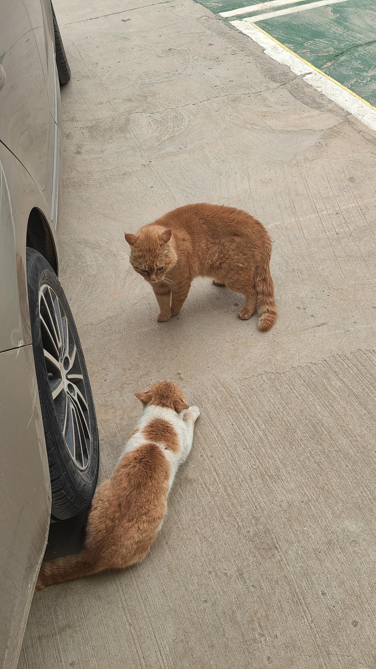 晒图笔记大赛两只流浪猫