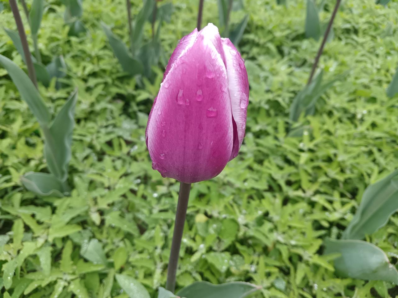 春雨中的花蕾
