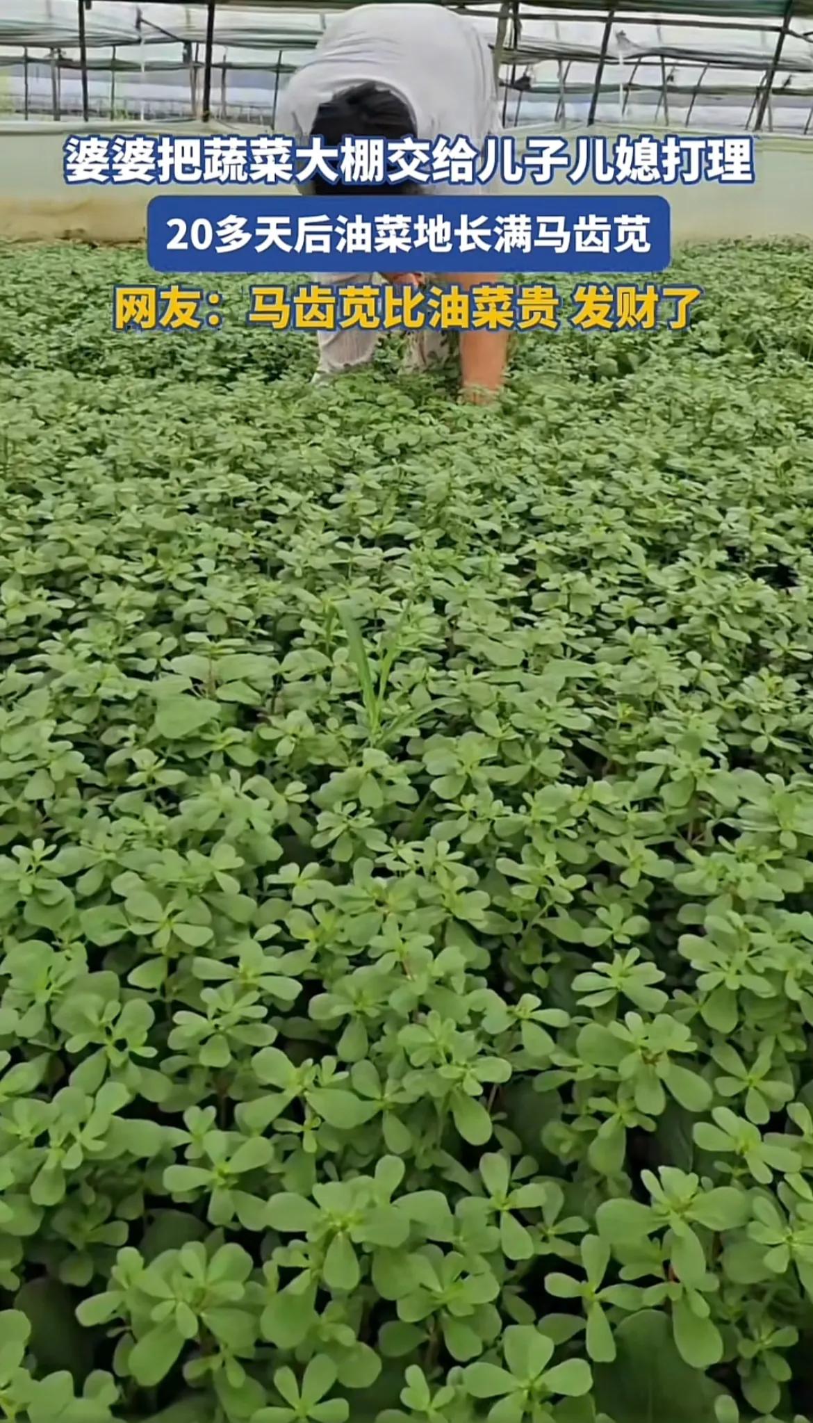 山东菏泽，蒋女士的婆婆得了一场病，20多天后回到自家的蔬菜大棚，差点当场晕倒，只