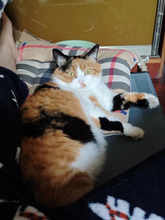 天哪我的猫好像怀孕了