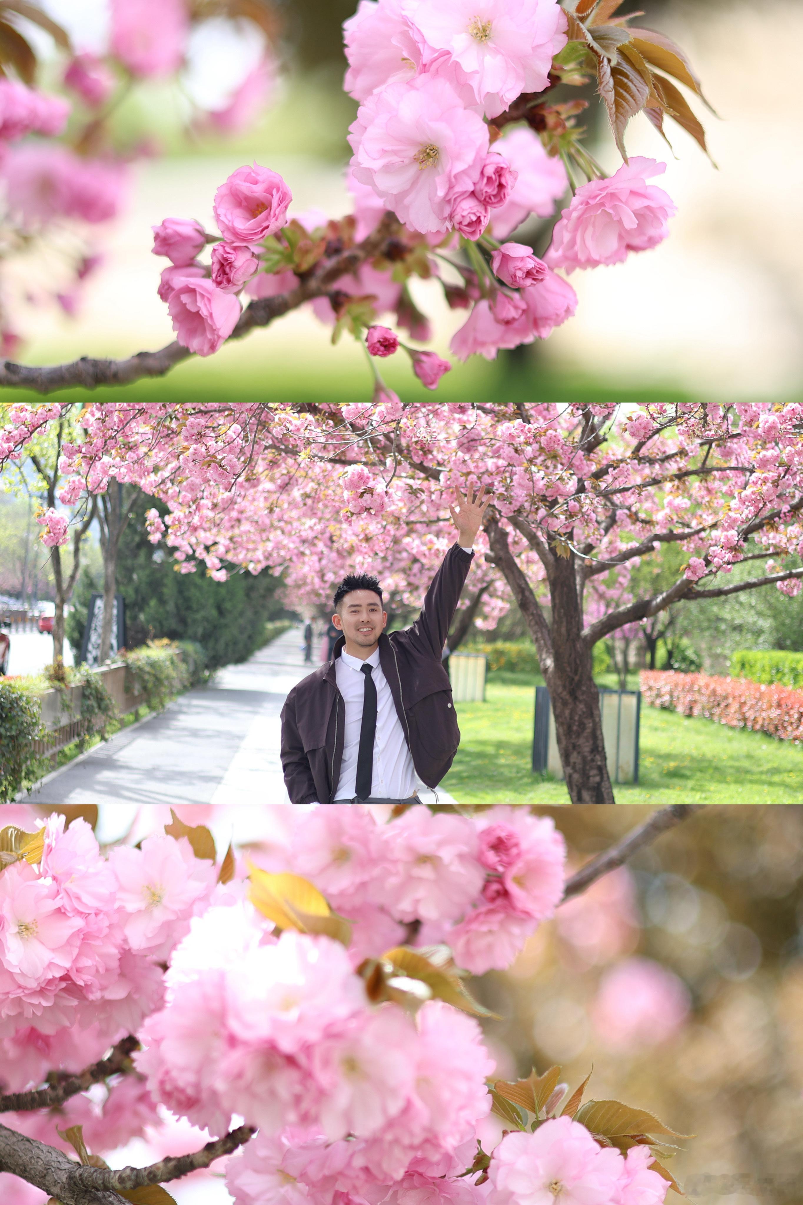 ✅get春日限定的美 🌸 快来西安金地广场 📸🌸金地第二届樱花季浪漫启幕?