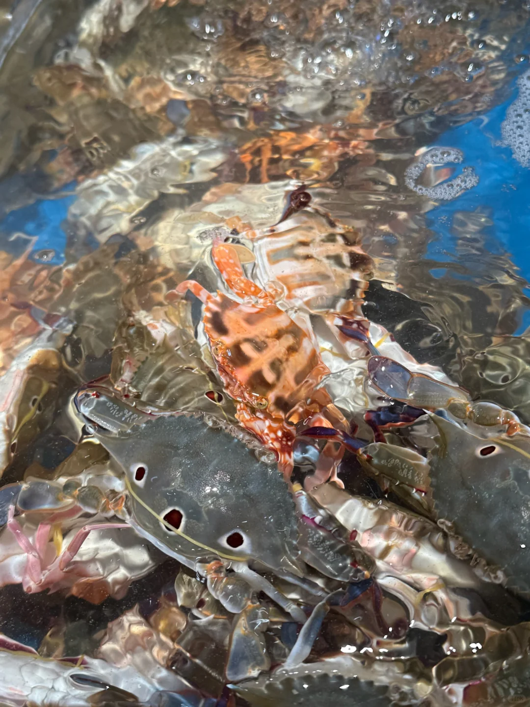 三眼蟹🦀