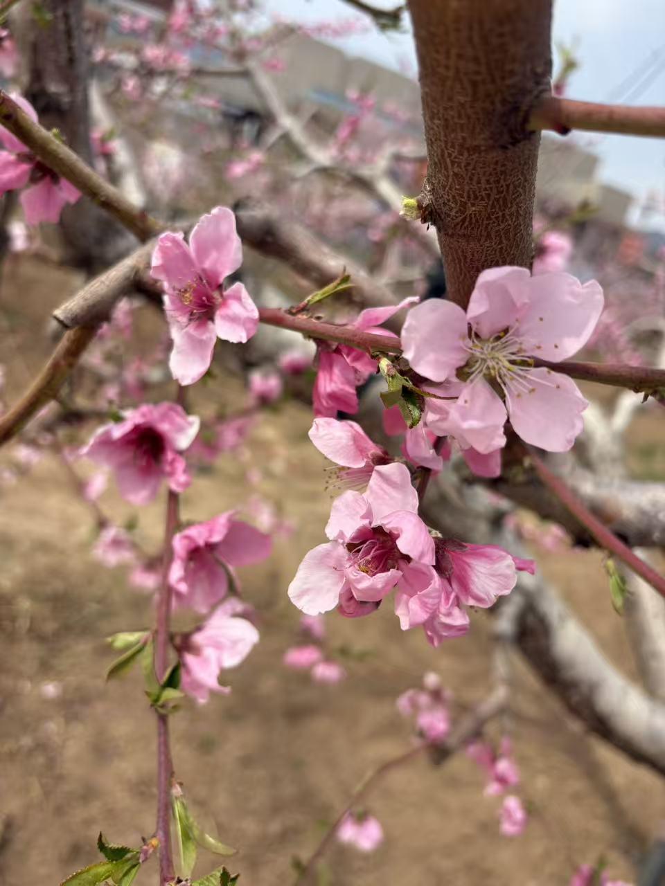 平谷桃花园简直是春日宝藏打卡地！每年三月中旬到四月初，这里就成了粉色的梦幻世界。