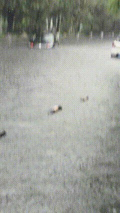 今天早晨上班拍的视频，这雨大么！
雨天行车千万别硬闯积水路段！
今早上班偶遇特大