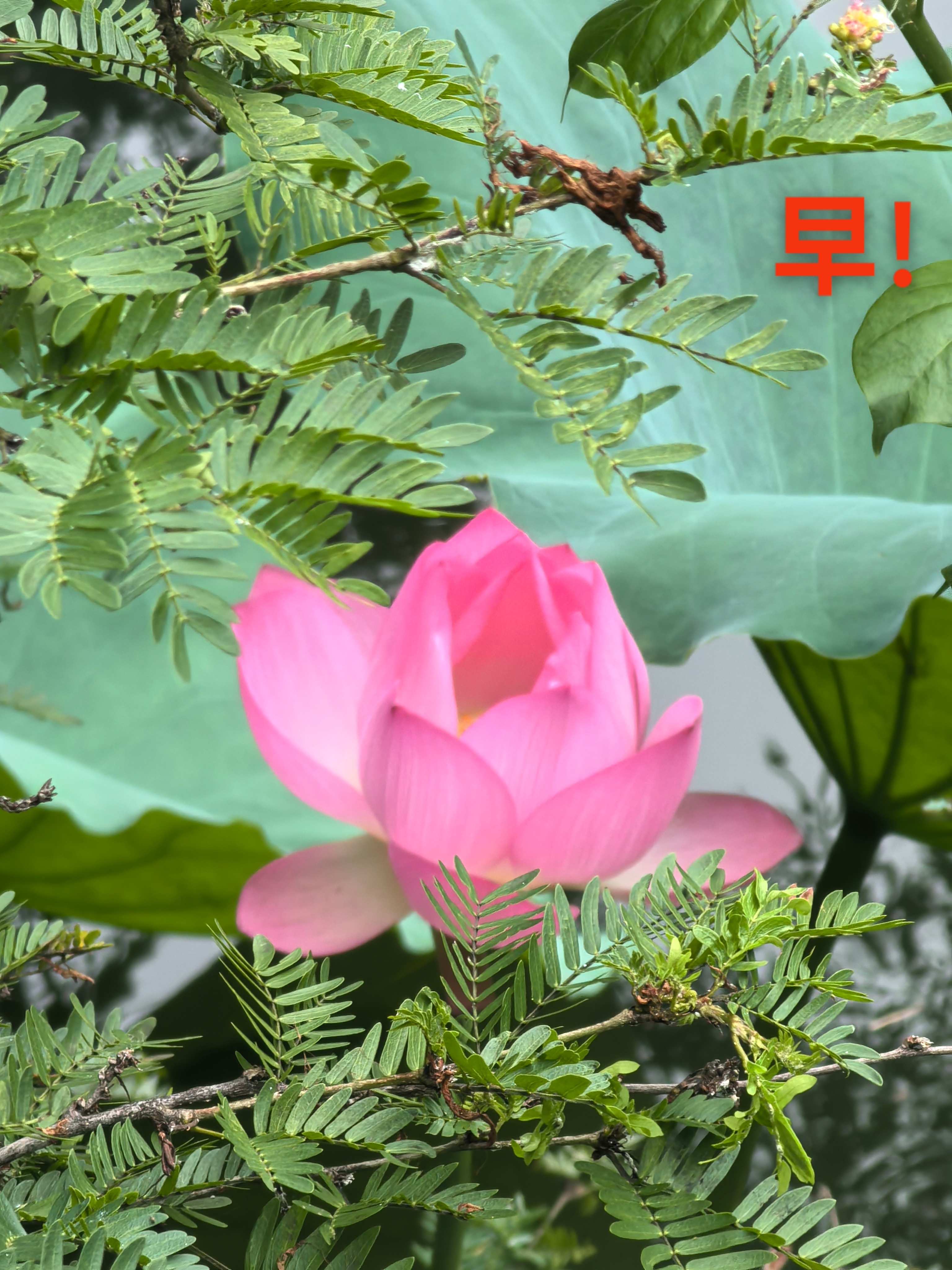 美花美人心，投缘要接近。老友记早晨！ 