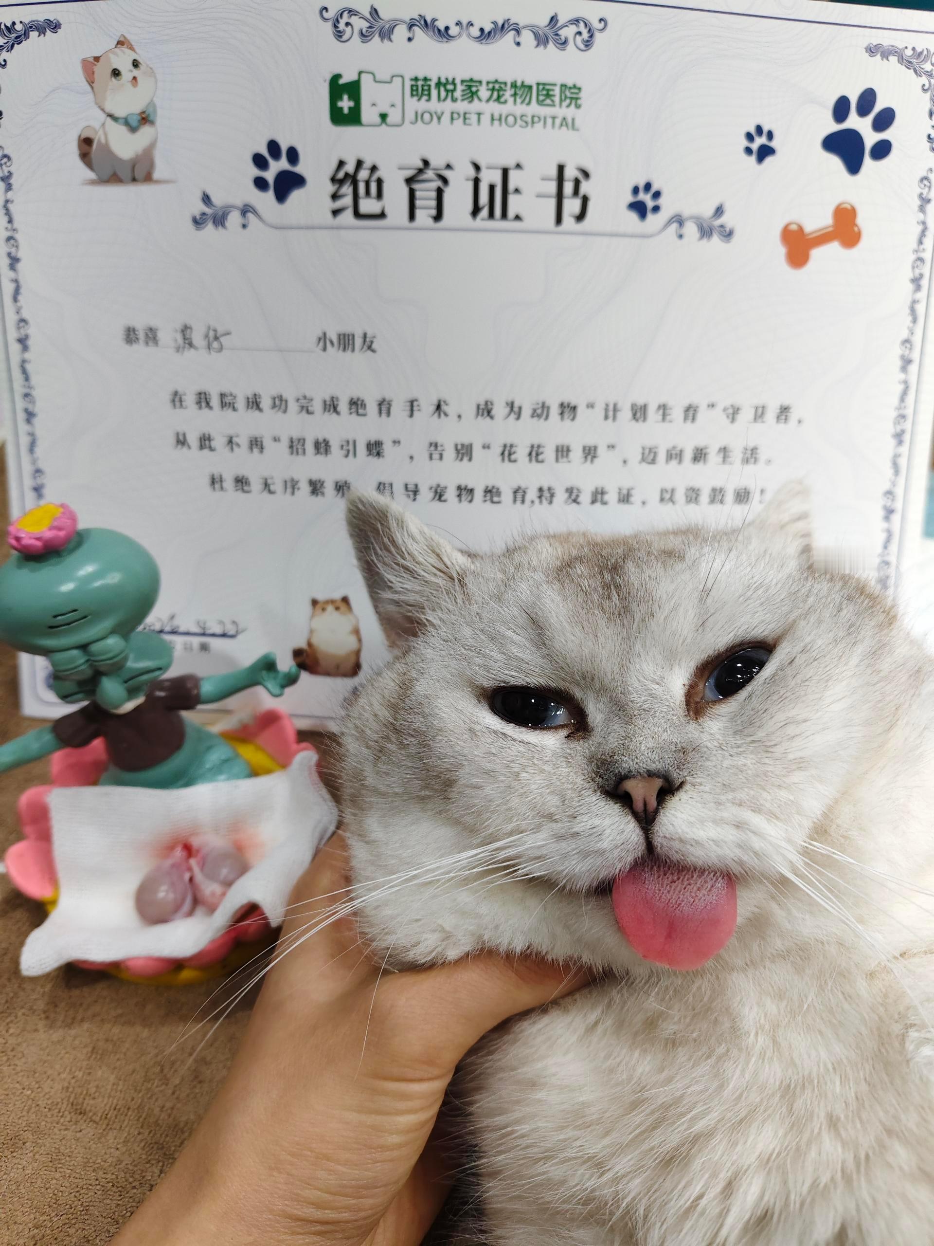 从此和欲望一刀两断和徕卡黑卡成为姐妹拾伍的猫奴生活