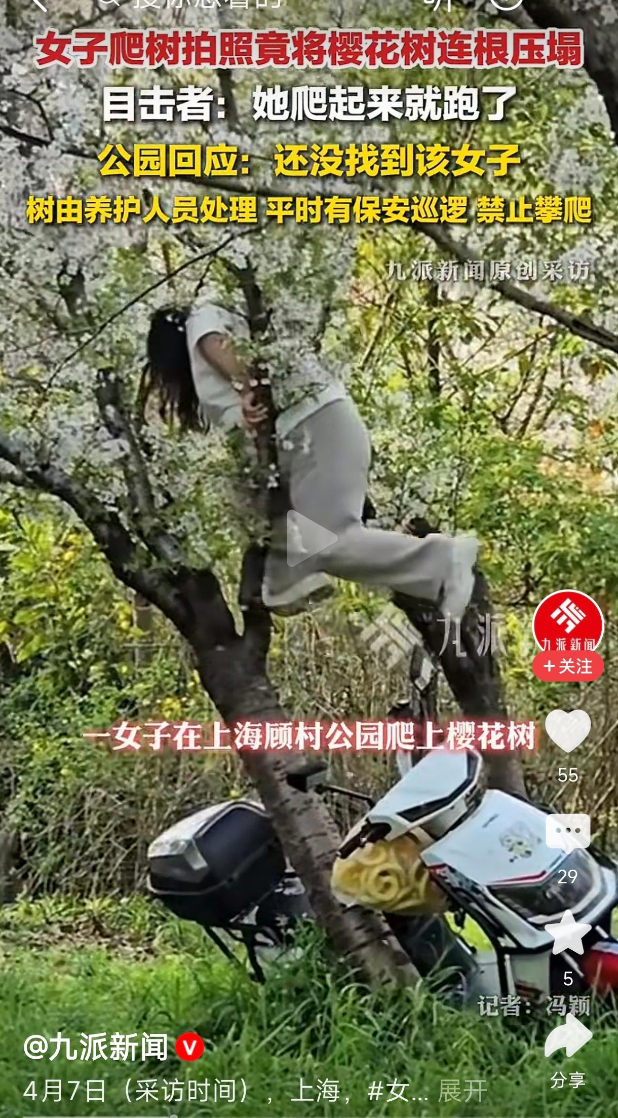 这条新闻描述了一起因爬树拍照导致树木被压倒的事件。目前，相关女子尚未找到，树木由