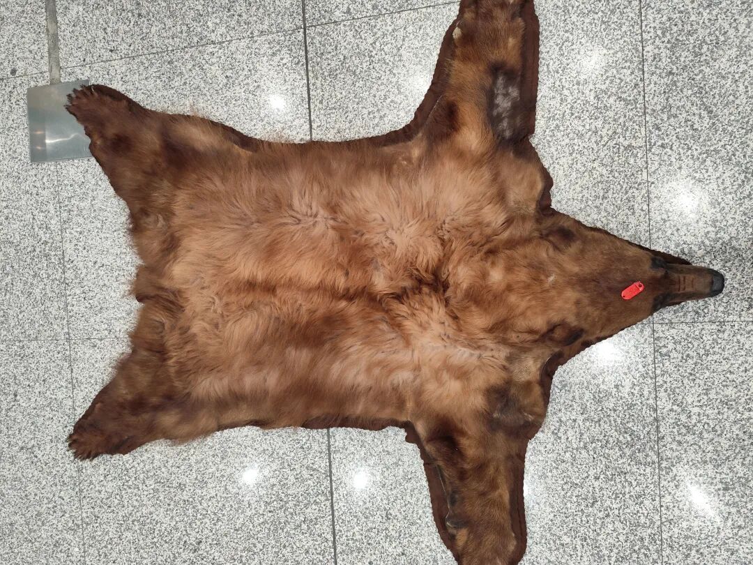 首都机场海关截获美洲黑熊皮毛制品