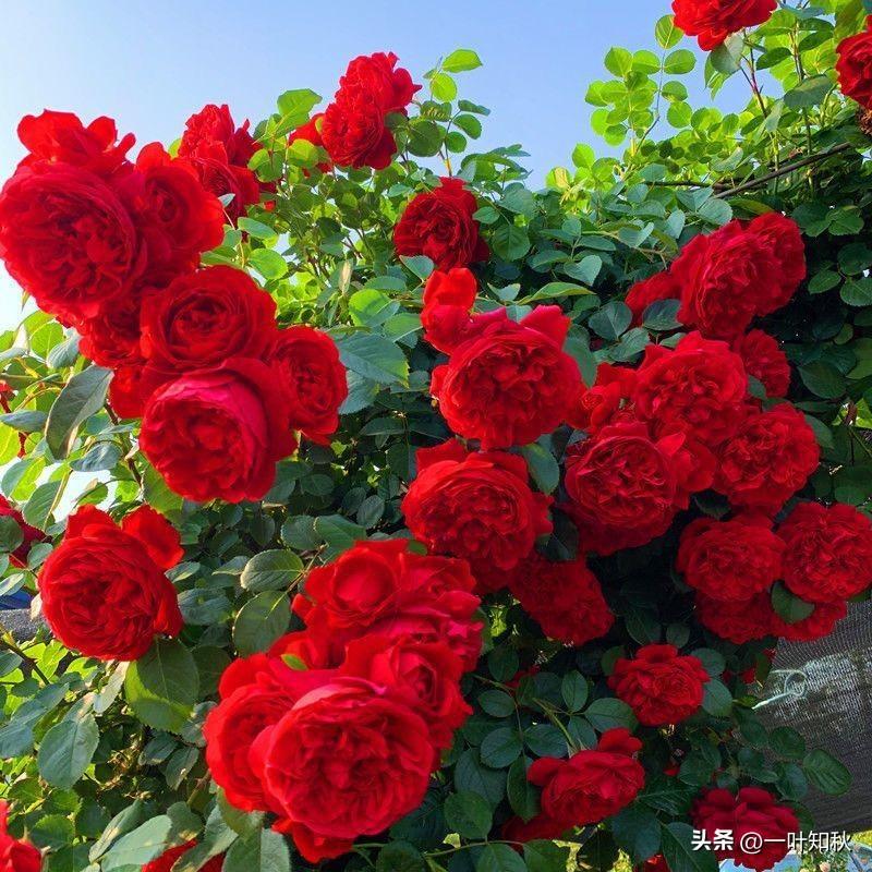 养了多年的玫瑰🌹突然死了。
咨询了花鸟市场的一个朋友，
他特意过来查看过后，检