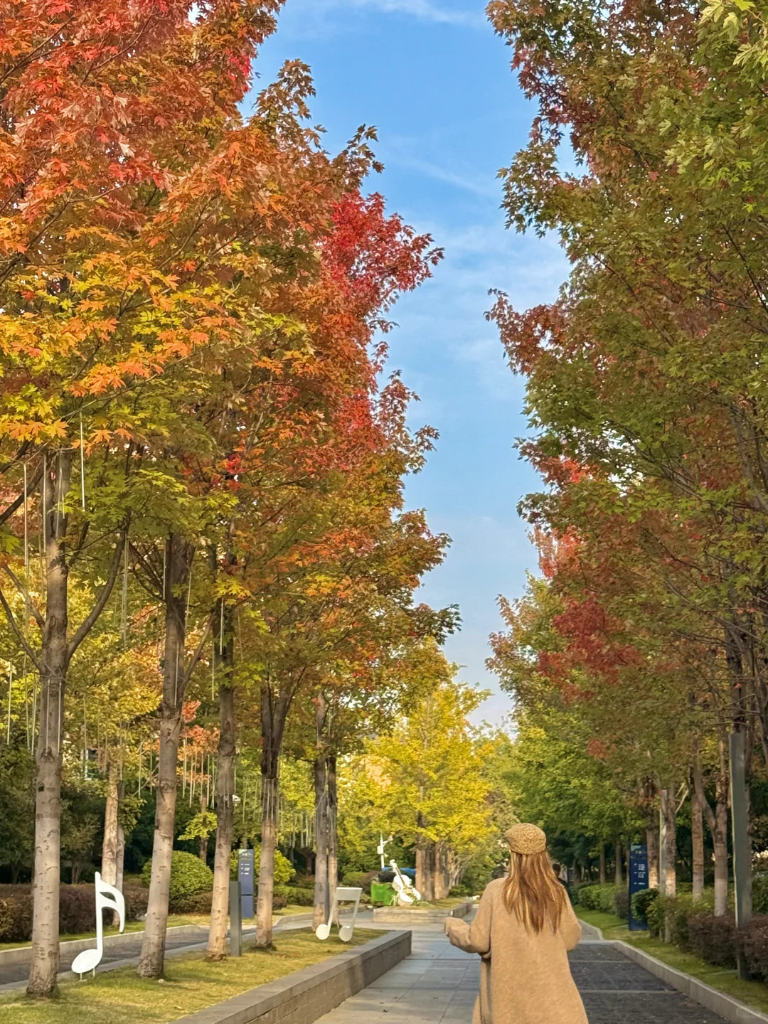 武汉的枫叶🍁红啦！渐变色的秋日live！