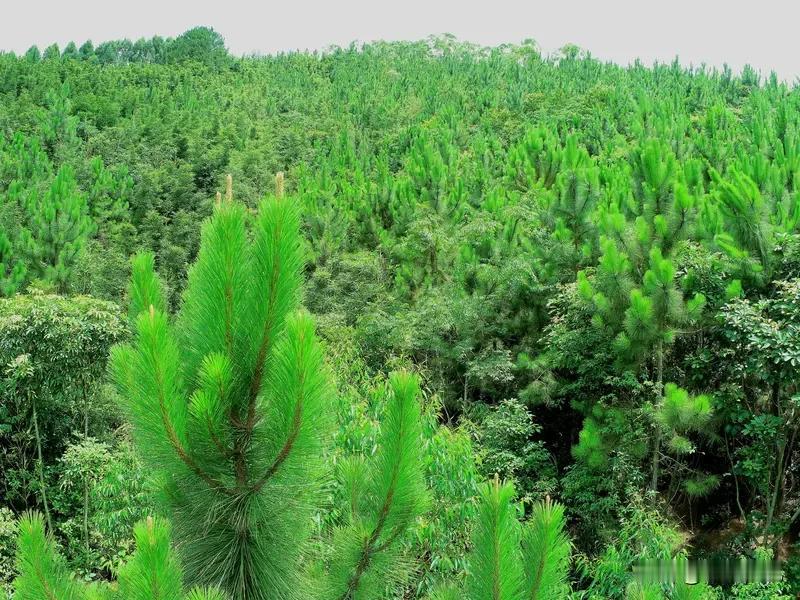 一、定位与原则：
生态优先，目标升级。
 
1. 明确双重核心目标：保障国家木材